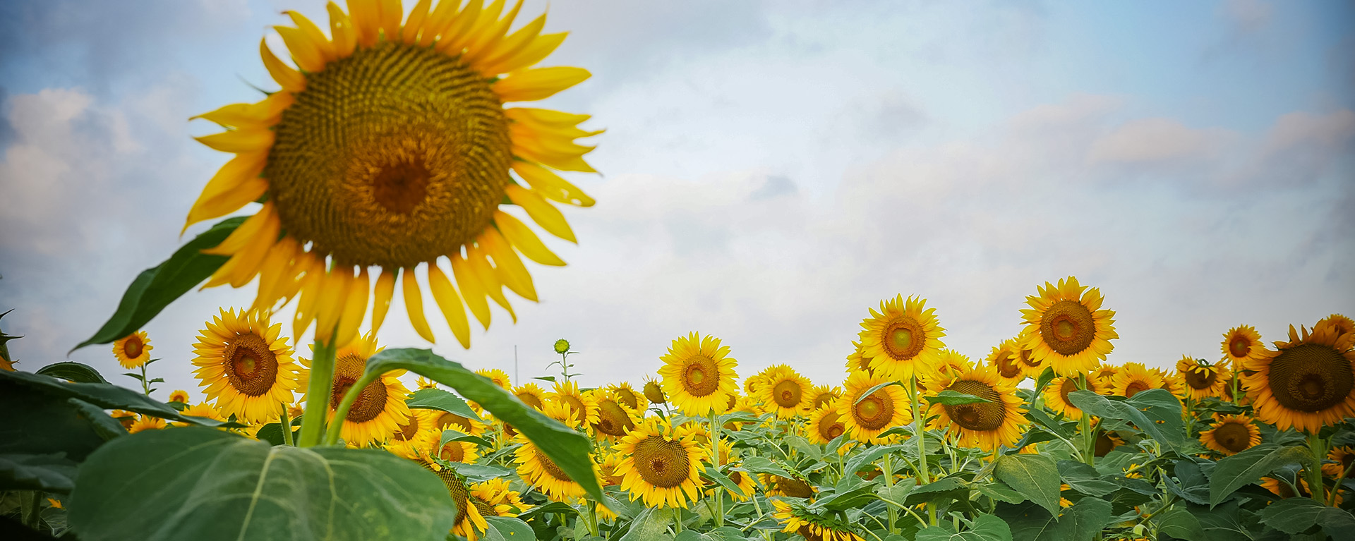 Post Oak Savannah GCD