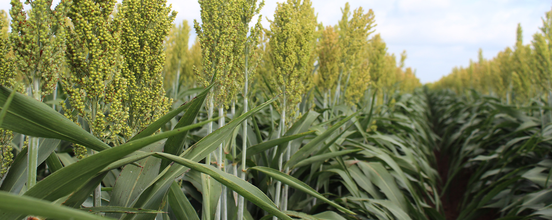 Post Oak Savannah GCD